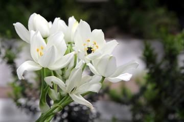 Beautiful white lilies with focus on yellow stamens