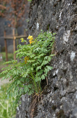 Plant with Yellow Flowers Growing on Rock Wall