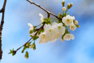 White blossoming cherry inflorenscens