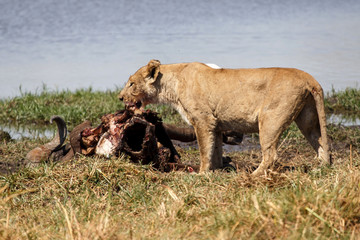 Lion - Okavango Delta - Moremi N.P.
