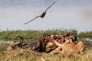 Lion - Okavango Delta - Moremi N.P.