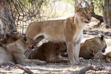 Lion - Okavango Delta - Moremi N.P.
