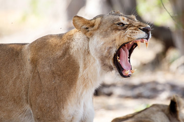 Lion Jaws - Okavango Delta - Moremi N.P.