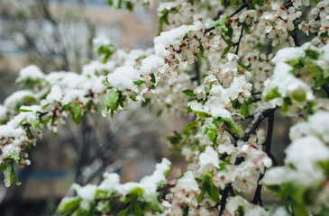 Fresh snow on the blossoming cherry tree. Weather anomalies. Freezing in the spring. Central Europe. Poor harvest. 