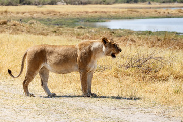 Lion - Okavango Delta - Moremi N.P.