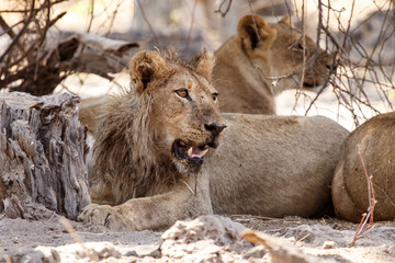 Lion - Okavango Delta - Moremi N.P.