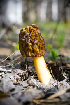 Black morel edible mushroom