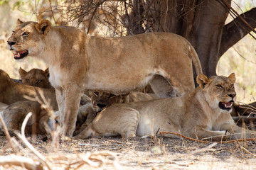Lion - Okavango Delta - Moremi N.P.