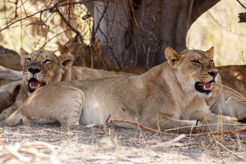 Lion - Okavango Delta - Moremi N.P.