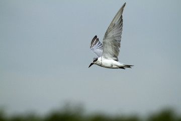 Common tern 