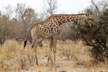 Naklejka na ściany i meble Giraffe at Okavango Delta - Moremi N.P.