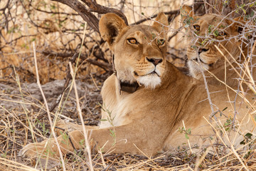 Lion Wearing Radio Collar - Okavango Delta - Moremi N.P.