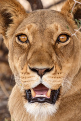 Lion - Okavango Delta - Moremi N.P.