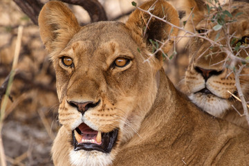 Lion - Okavango Delta - Moremi N.P.