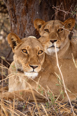 Fototapeta na wymiar Lion Wearing Radio Collar - Okavango Delta - Moremi N.P.