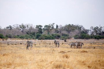Zebra - Okavango Delta - Moremi N.P.