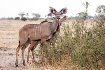 Kudu - Okavango Delta - Moremi N.P.