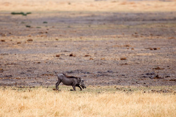 Warthog - Okavango Delta - Moremi N.P.