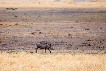 Warthog - Okavango Delta - Moremi N.P.