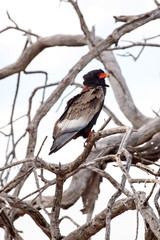 Bateleur Eagle - Okavango Delta - Moremi N.P.