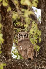 Verreaux's Eagle-Owl - Okavango Delta - Moremi N.P.