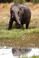 Elephant - Okavango Delta - Moremi N.P.