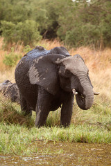 Fototapeta na wymiar Elephant - Okavango Delta - Moremi N.P.