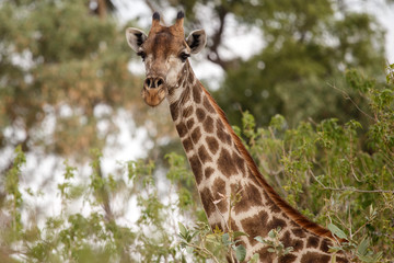 Giraffe at Okavango Delta - Moremi N.P.