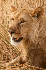 Lion - Okavango Delta - Moremi N.P.
