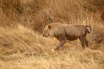 Lion - Okavango Delta - Moremi N.P.