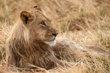 Obraz na płótnie Canvas Lion - Okavango Delta - Moremi N.P.