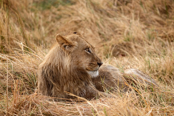 Lion - Okavango Delta - Moremi N.P.