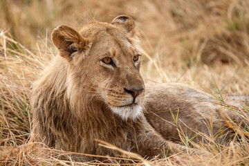 Lion - Okavango Delta - Moremi N.P.