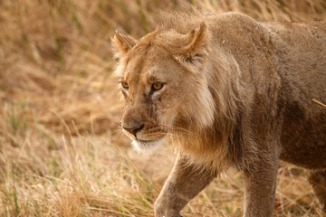 Fototapeta na wymiar Lion - Okavango Delta - Moremi N.P.