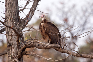Vulture - Okavango Delta - Moremi N.P.