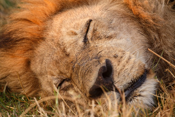 Naklejka premium Lion - Okavango Delta - Moremi N.P.