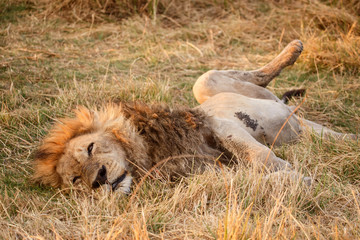 Lion - Okavango Delta - Moremi N.P.