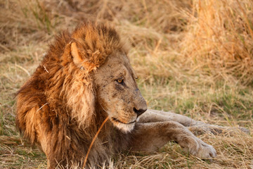 Lion - Okavango Delta - Moremi N.P.