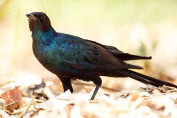 Meve's Longtailed Starling - Okavango Delta - Moremi N.P.
