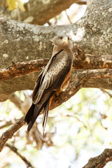 Fototapeta premium Yellow Billed Kite - Okavango Delta - Moremi N.P.