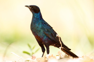 Meve's Longtailed Starling - Okavango Delta - Moremi N.P.