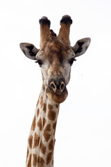 Giraffe at Okavango Delta - Moremi N.P.