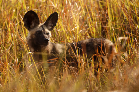 Wild Dog - Okavango Delta - Moremi N.P.