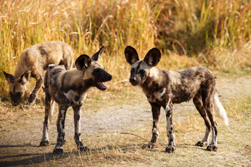 Fototapeta premium Wild Dog - Okavango Delta - Moremi N.P.
