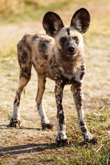 Wild Dog - Okavango Delta - Moremi N.P.