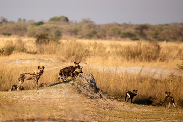 Wild Dog - Okavango Delta - Moremi N.P.