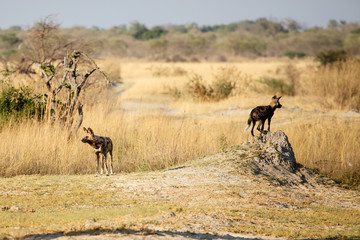 Wild Dog - Okavango Delta - Moremi N.P.