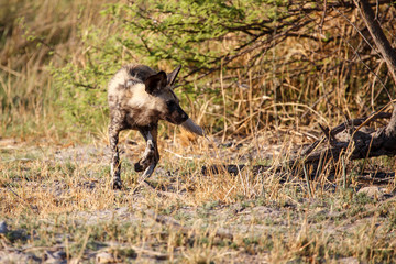 Fototapeta na wymiar Wild Dog - Okavango Delta - Moremi N.P.