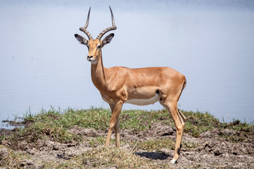 Impala - Okavango Delta, Africa
