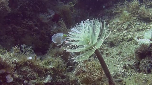Tube worm on the reef, Spain